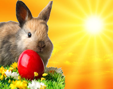Bunny Eggs